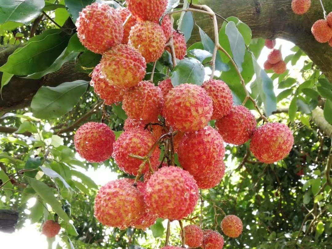 荔枝龙眼营养方案