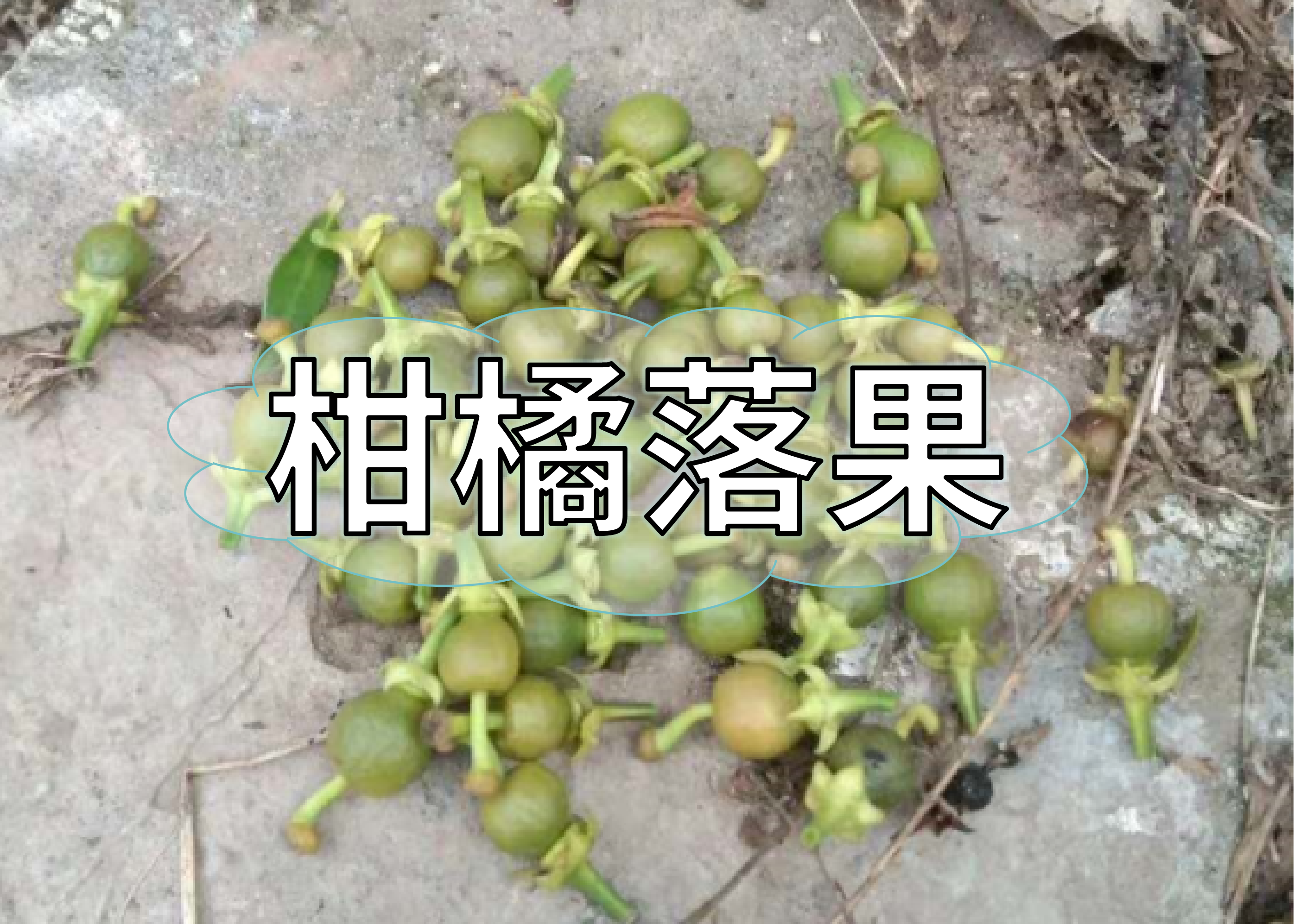 现在柑橘落果又多了，怎么办？