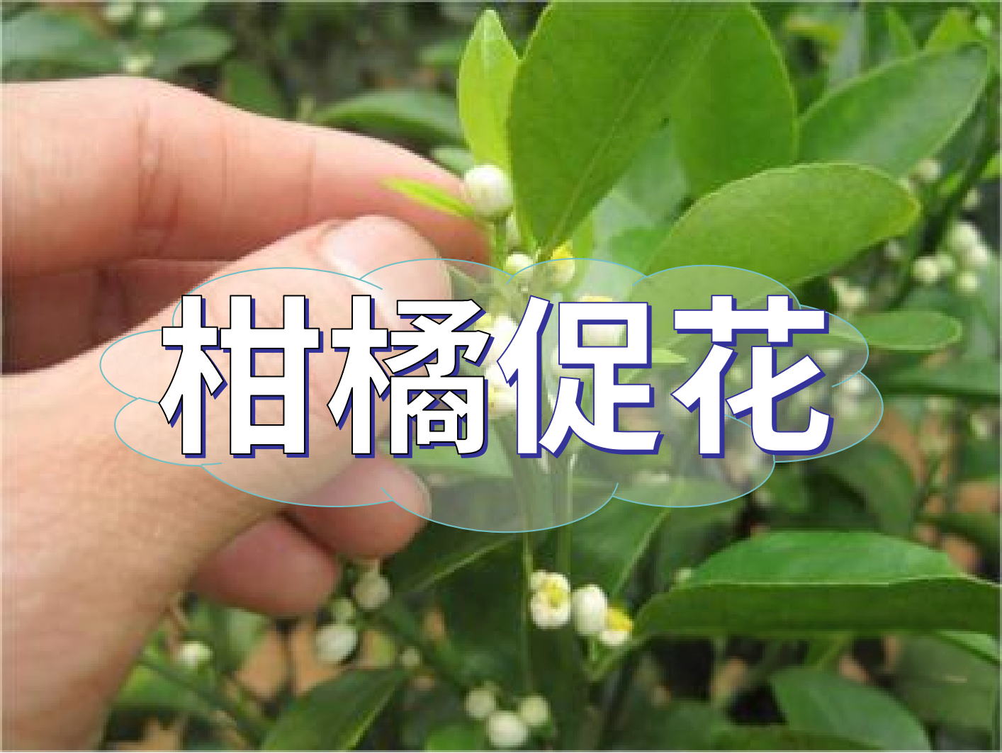 到了柑橘秋梢期，什么时候促花？
