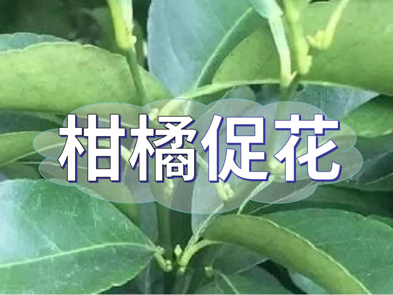 柑橘来年开花多花健壮，这个促花方案必加上