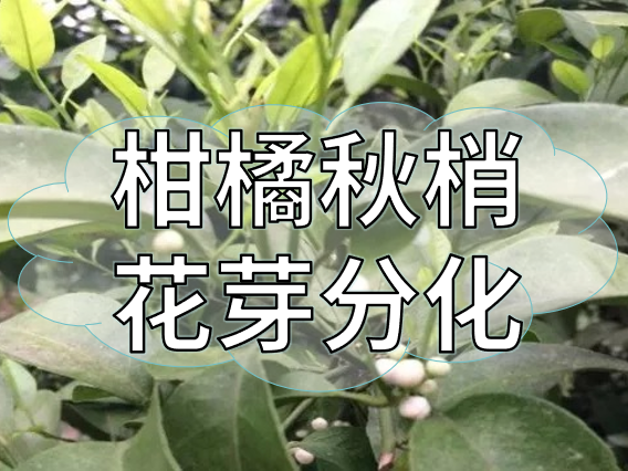柑橘促花宜早不宜迟，现在促花正当时