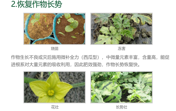 微补西瓜全力