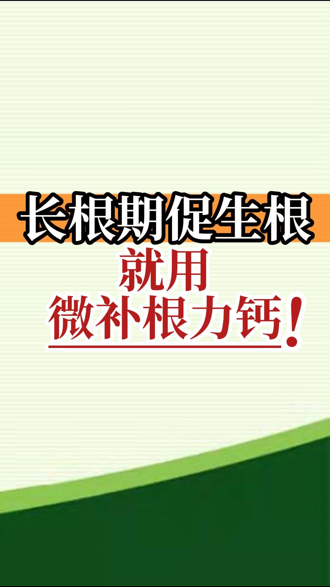 长根期促生根就用微补根力钙！