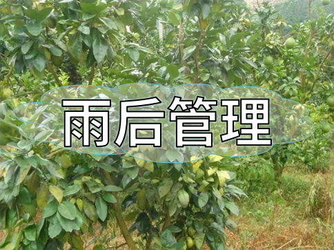 雨后高温天柑橘5个管理要点