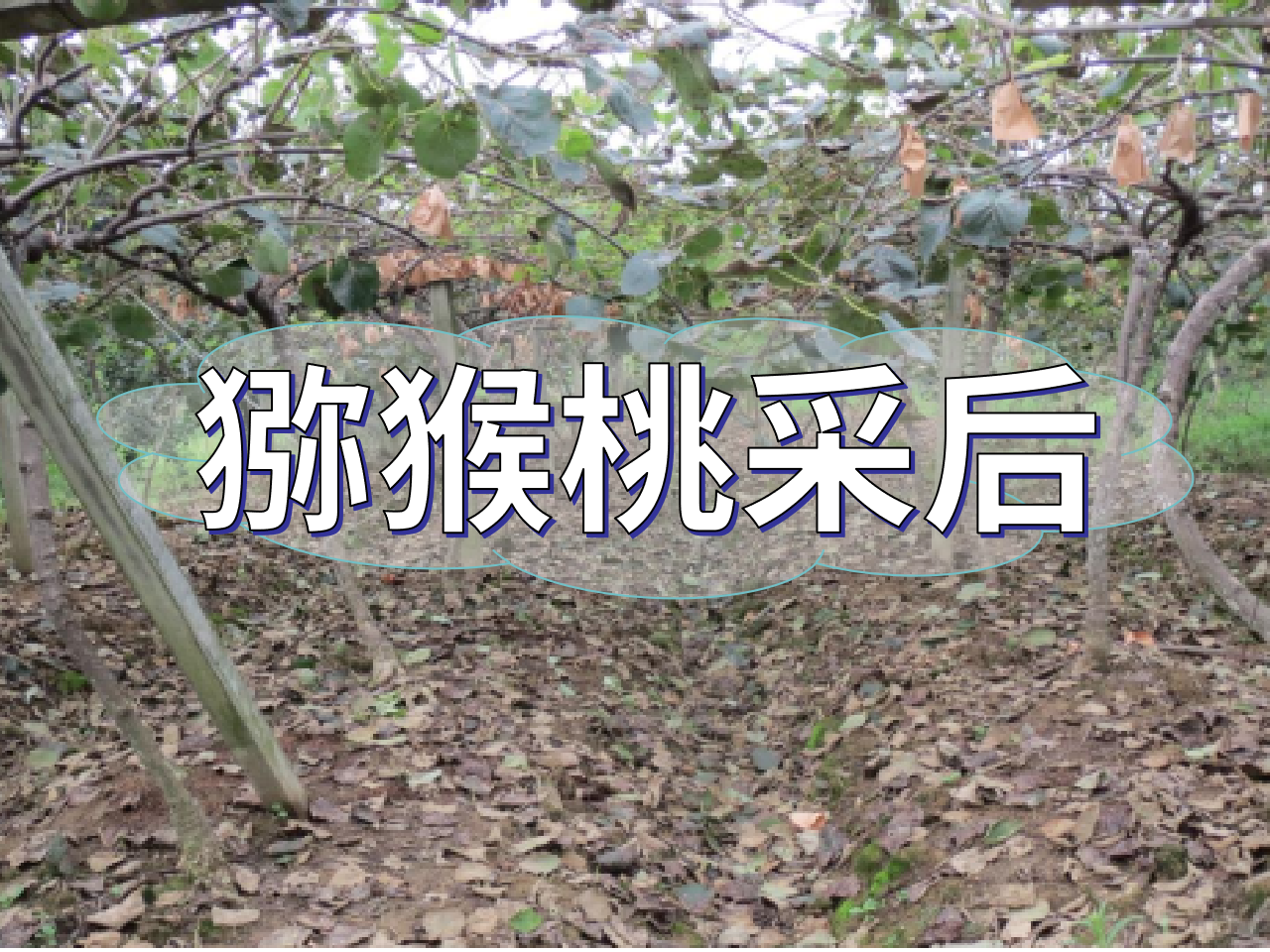 猕猴桃采后管理