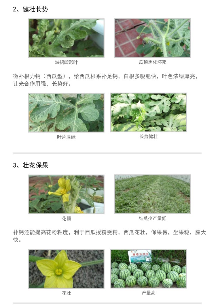 微补根力钙西瓜