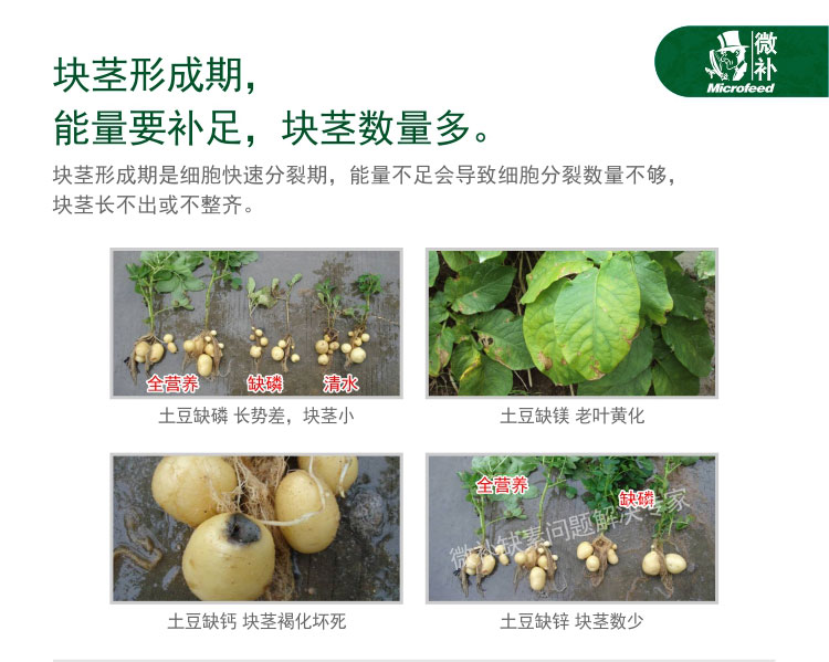 微补薯元宝