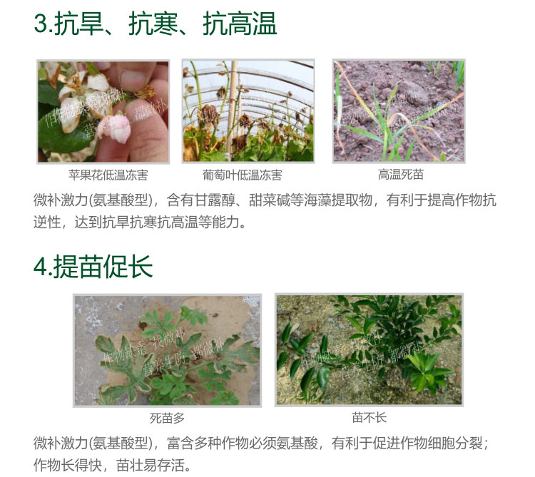 微补激力（氨基酸型）