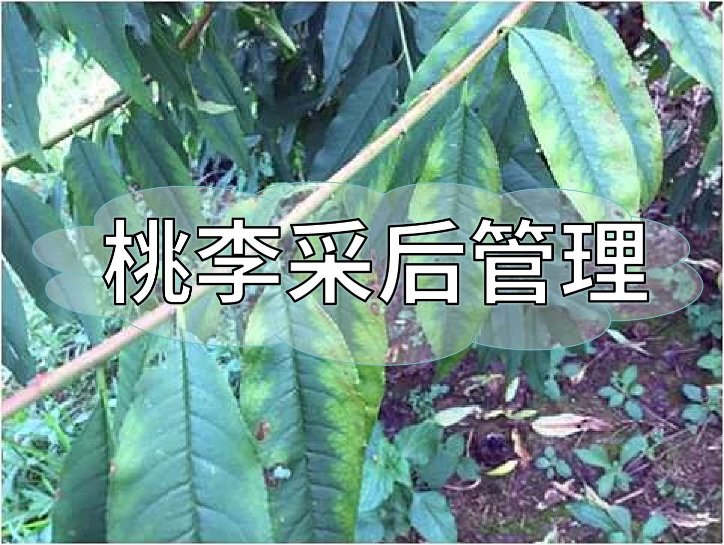 桃树采后管理技术要点：养树促花为来年丰产奠基