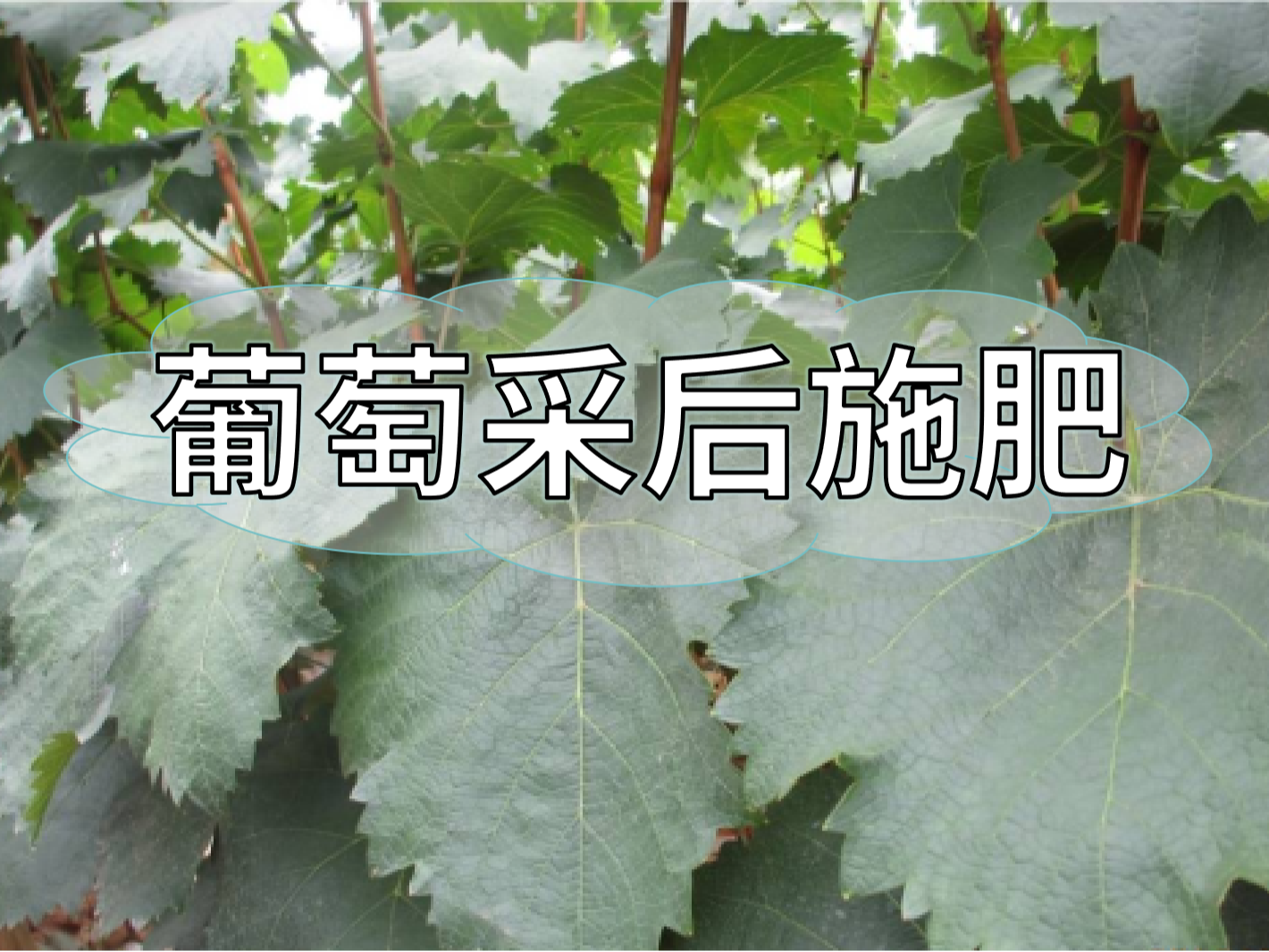 高产葡萄园采后如何施肥？