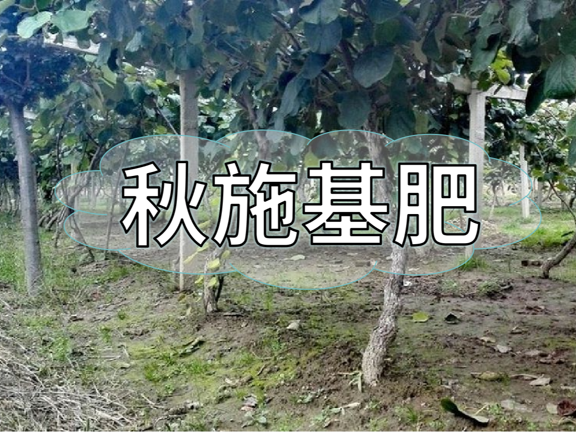 果树秋肥要补好更要补对！秋肥方案全附上