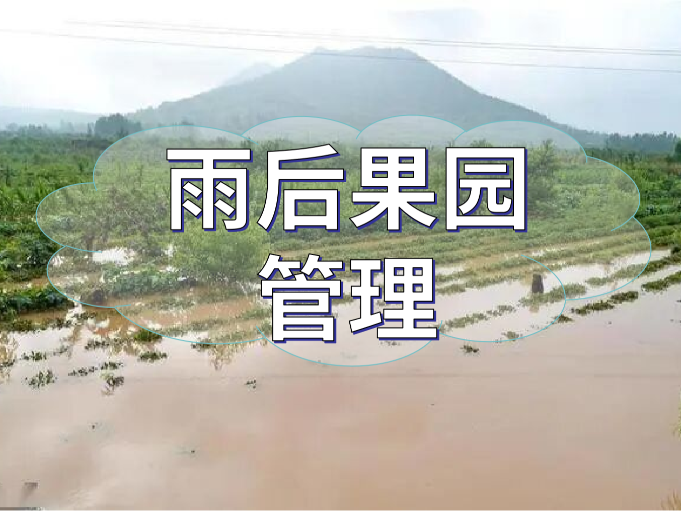暴雨后果园补救的几点措施