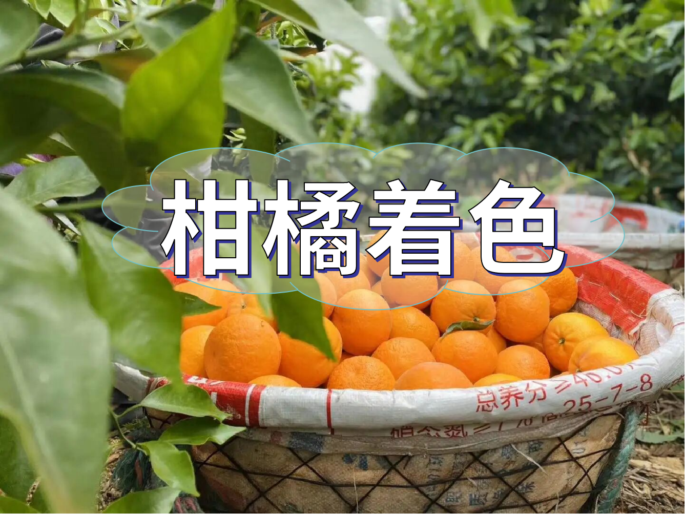 柑橘膨大转色增甜这样管，成熟快上市早