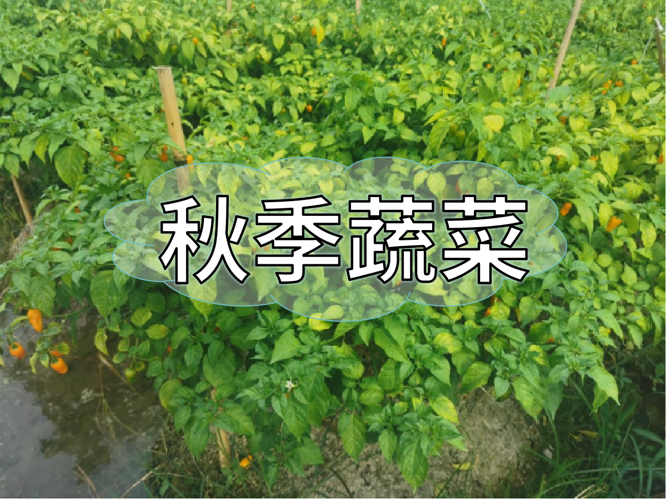 秋种蔬菜，如何提高成活率提高产量