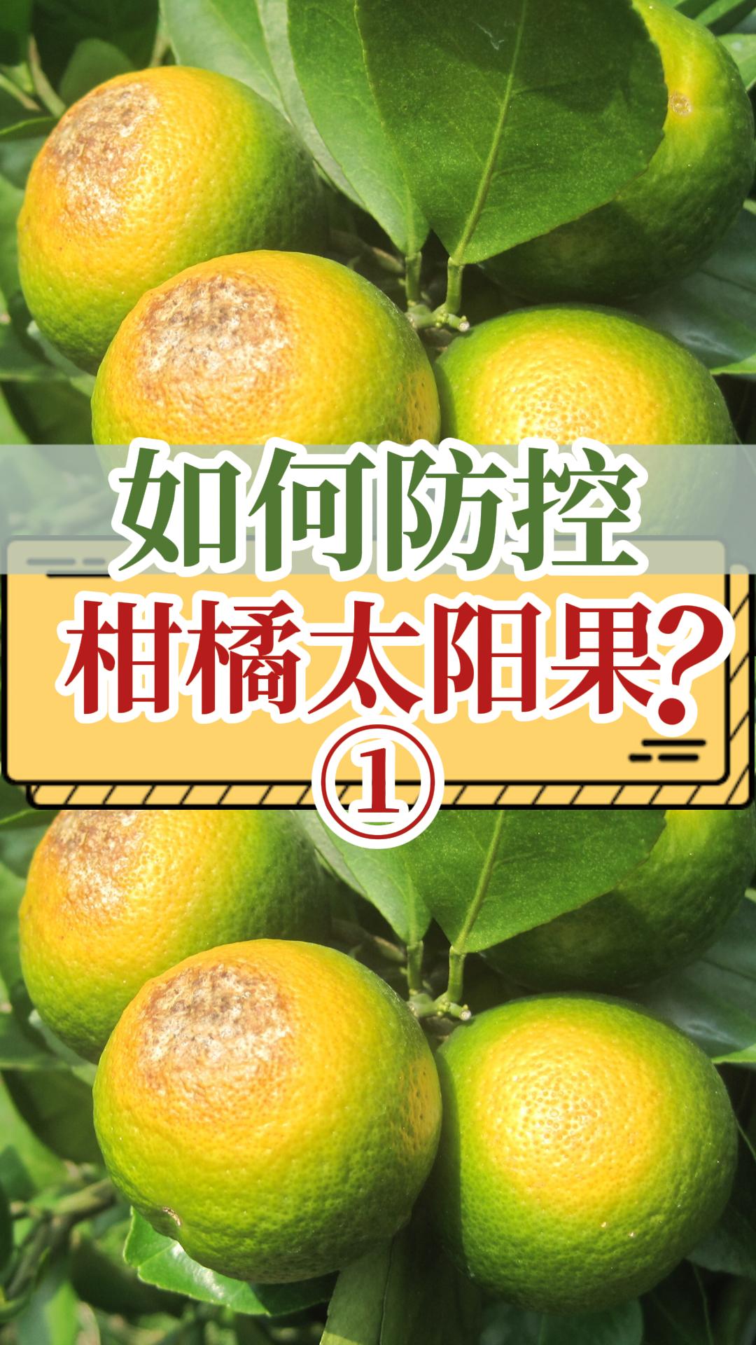 如何防控柑橘太阳果