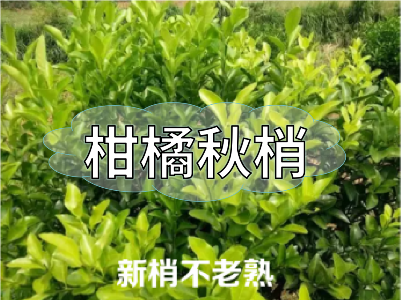 柑橘新梢刚抽出就发黄，不转绿，怎么办？