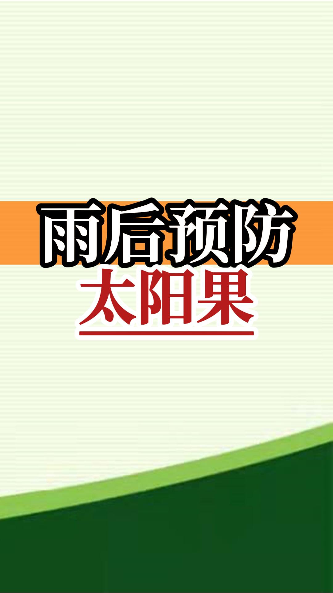 雨后高温柑橘更易晒伤，及时管理预防太阳果