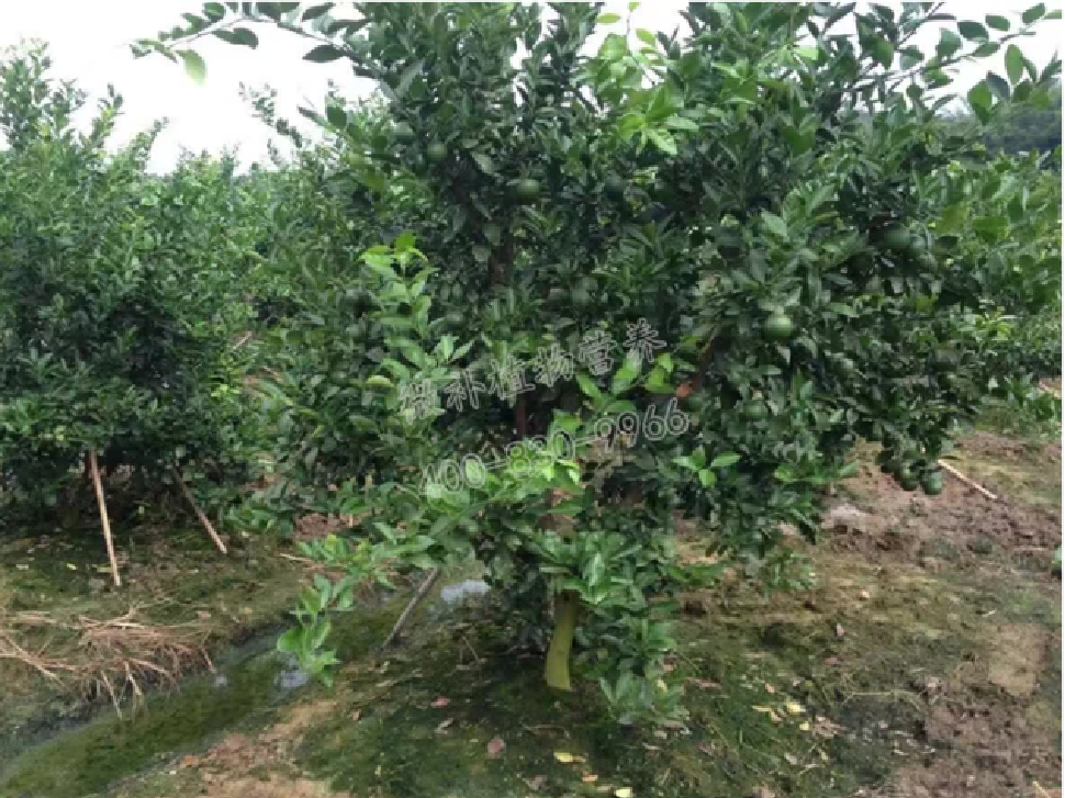 别人果园落果惨重，为何她的果园黄蒂落果少？