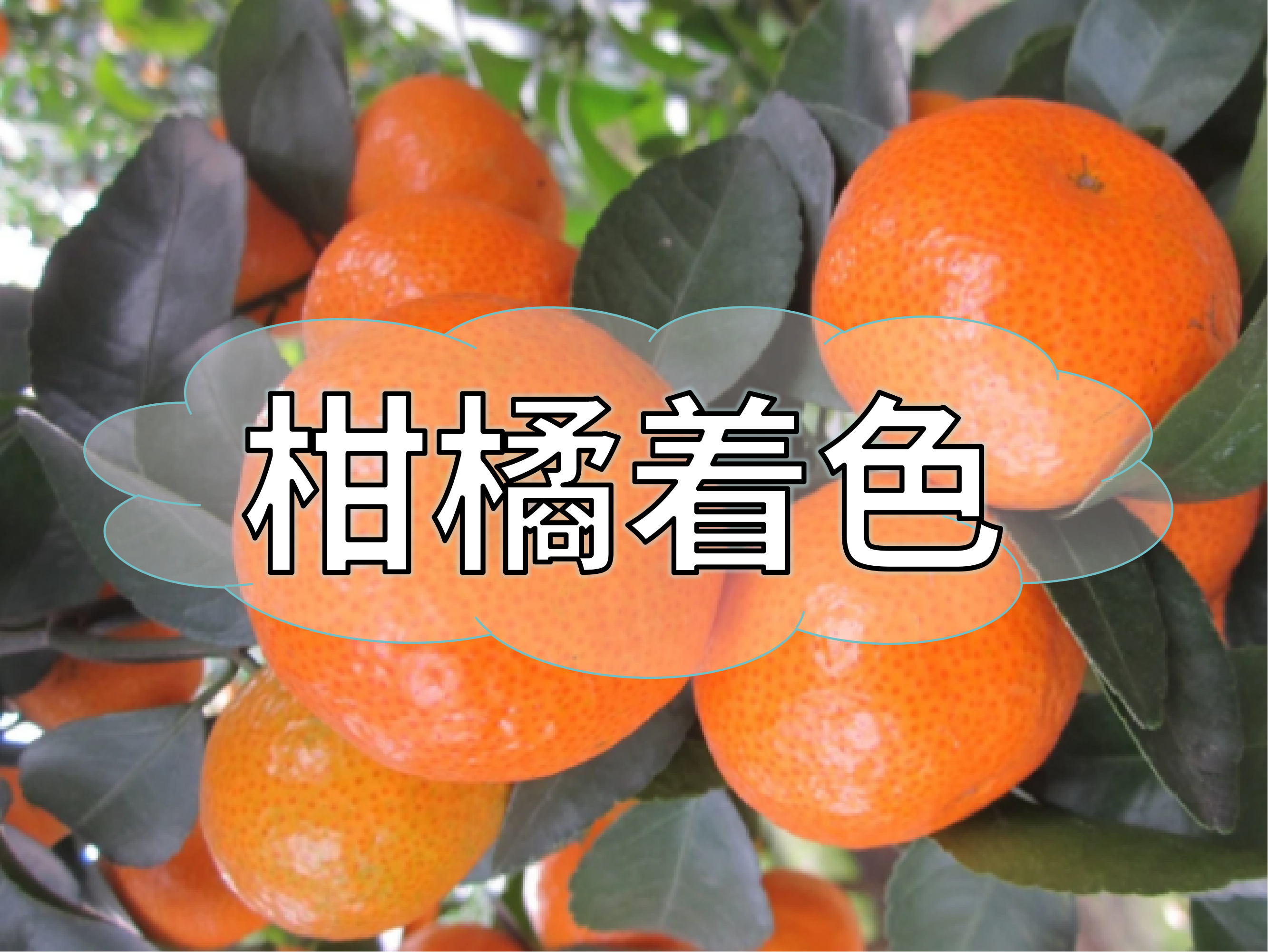 柑橘要漂亮要好吃，现在怎么做？