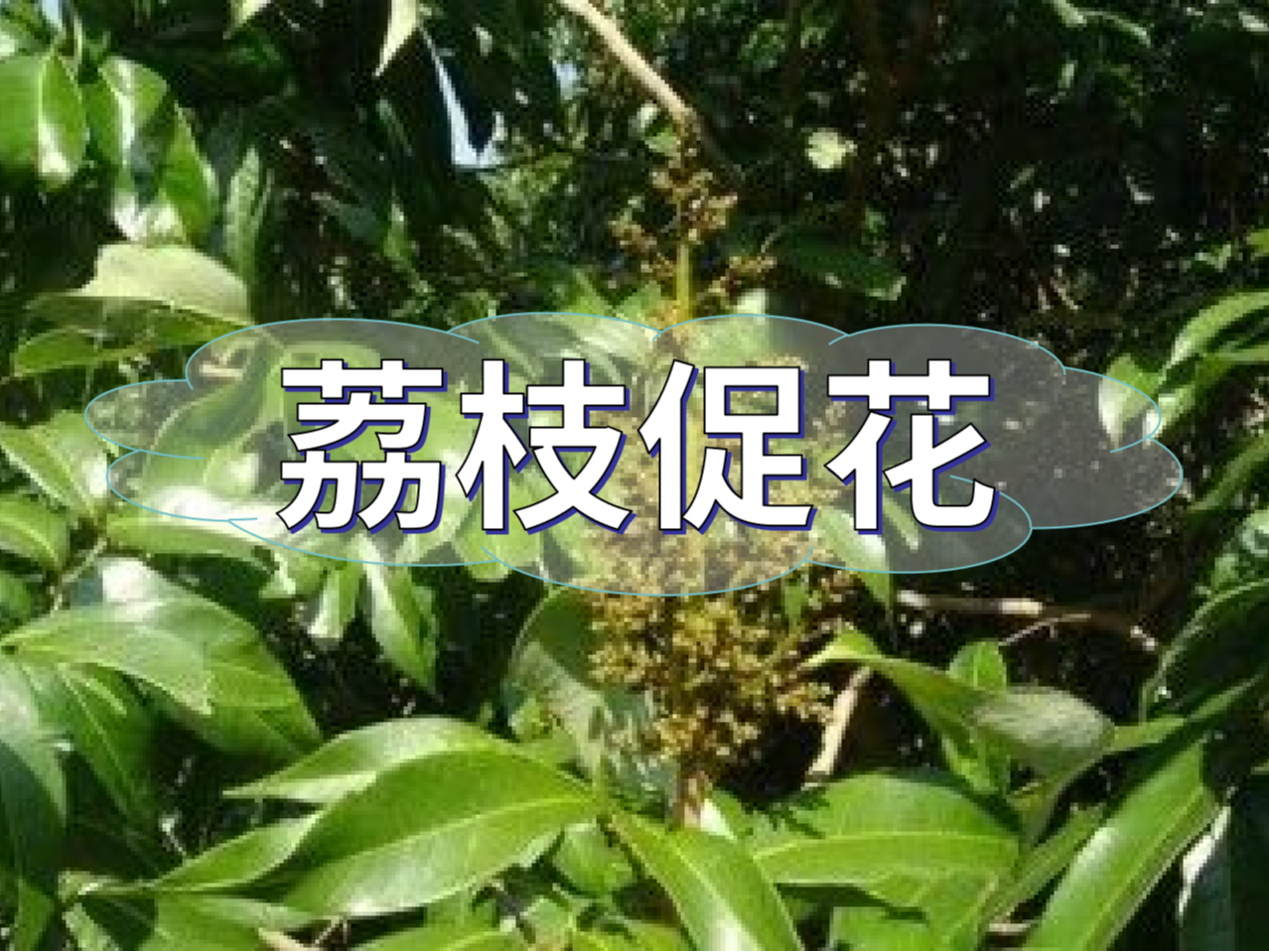 早熟荔枝，开始促花啦！