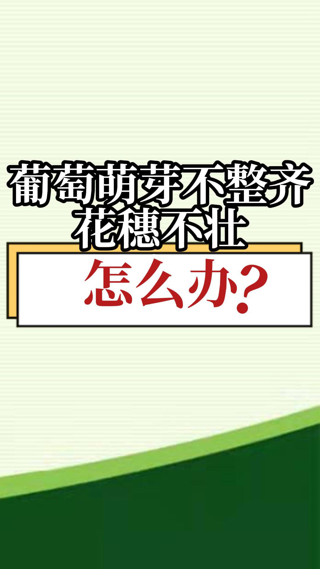 葡萄萌芽不整齐，花穗不壮，怎么办？