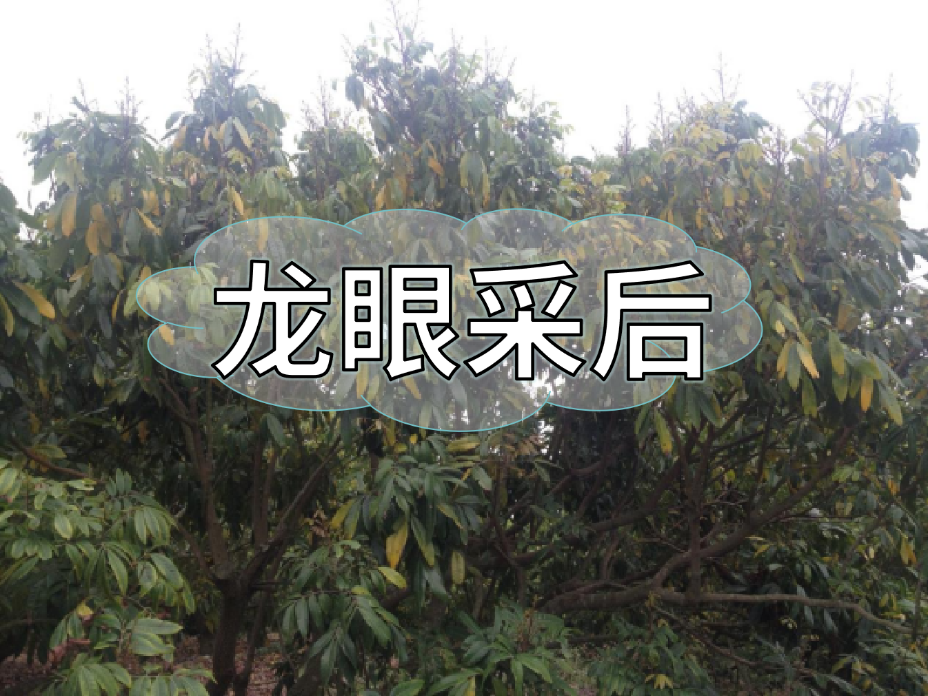 龙眼采摘后，做好保树工作，预防大小年