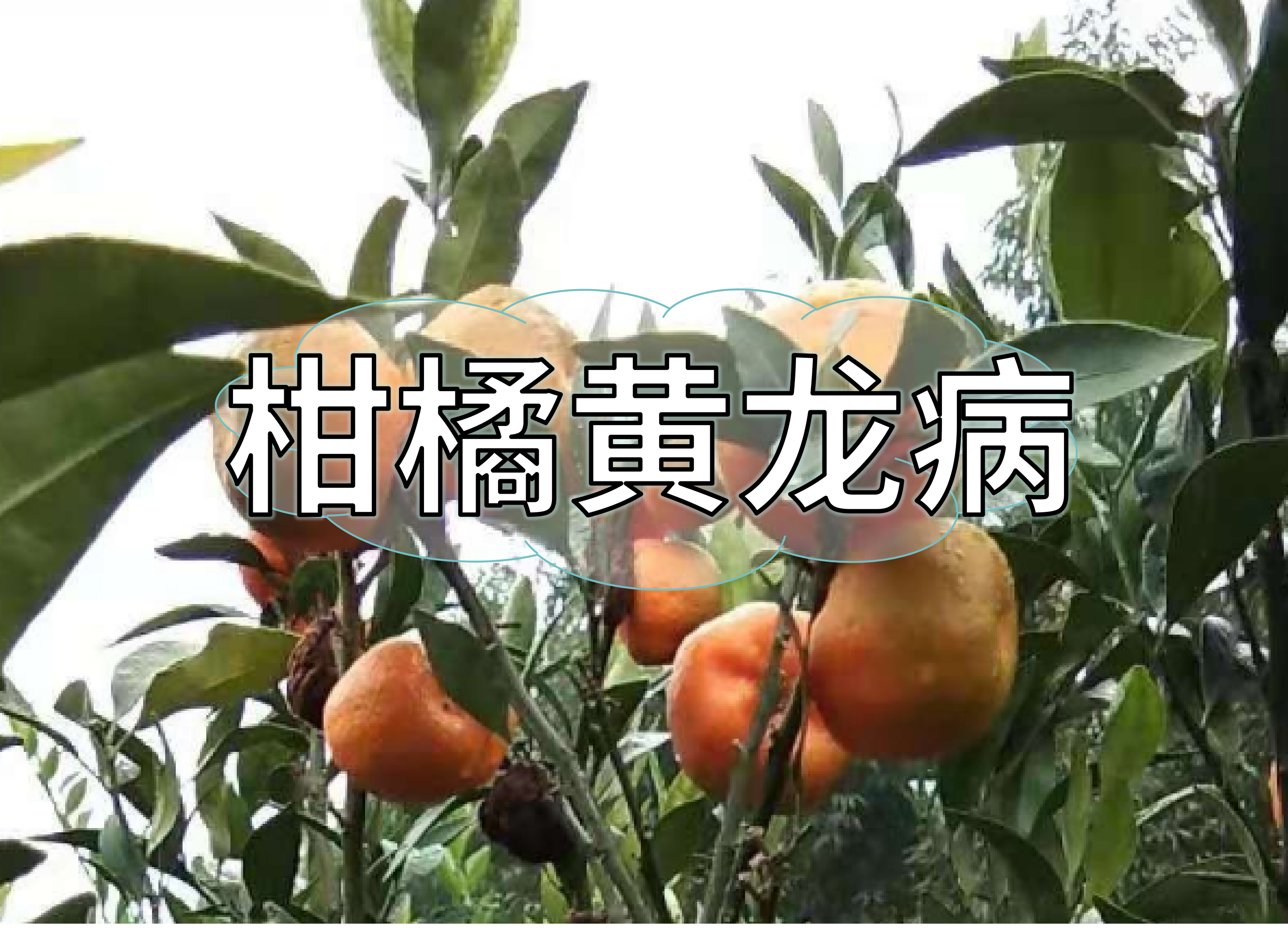 柑橘黄龙病防控与采后防黄化方案