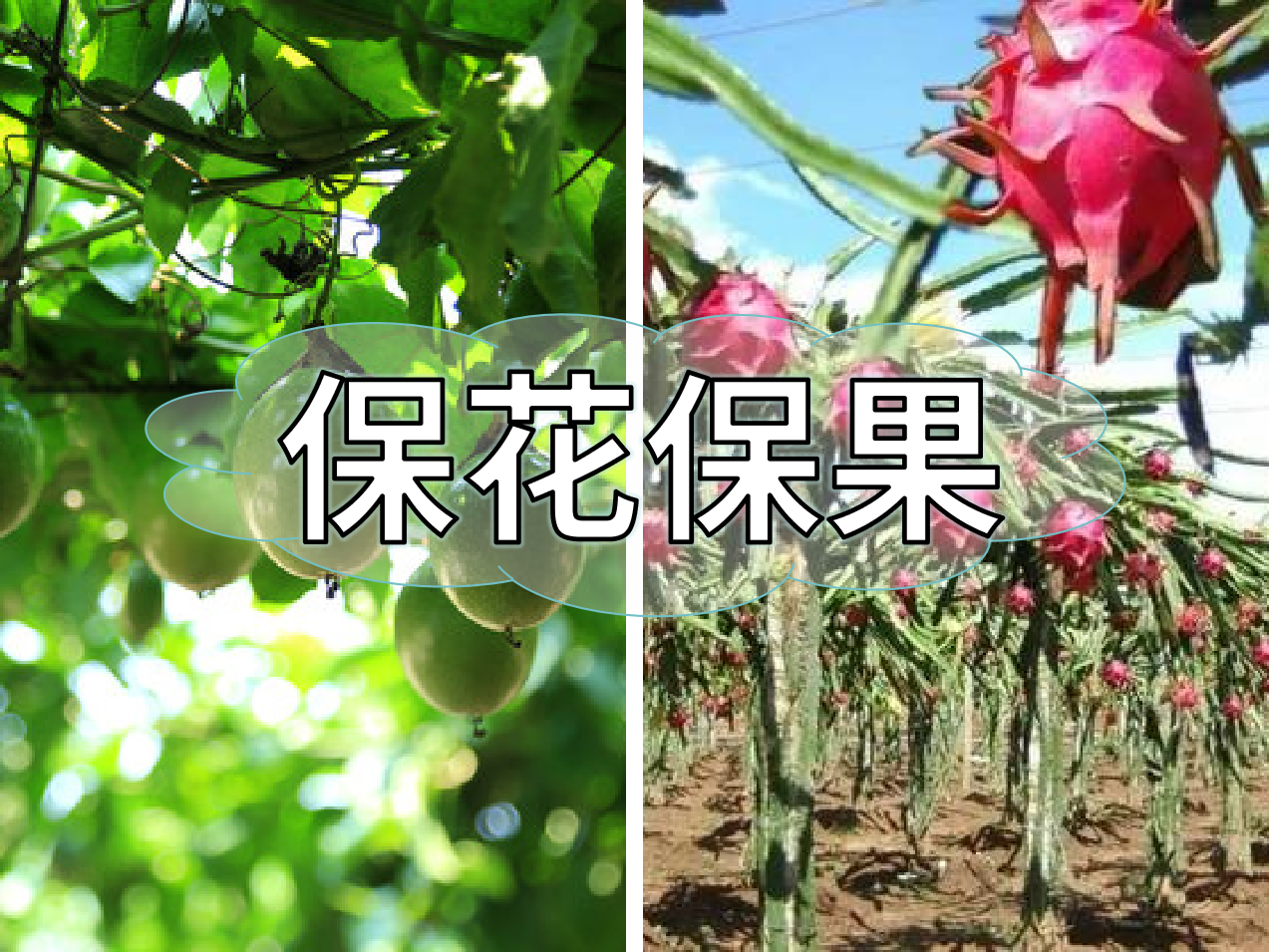 百香果、火龙果连续开花坐果期促花保果怎么做？