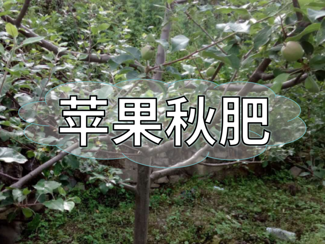 苹果施秋肥