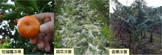让作物安全过冬的实用小妙招，速看