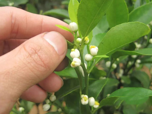 沃柑茂谷柑来花多要疏花，促花工作就不做了，小心花多不壮