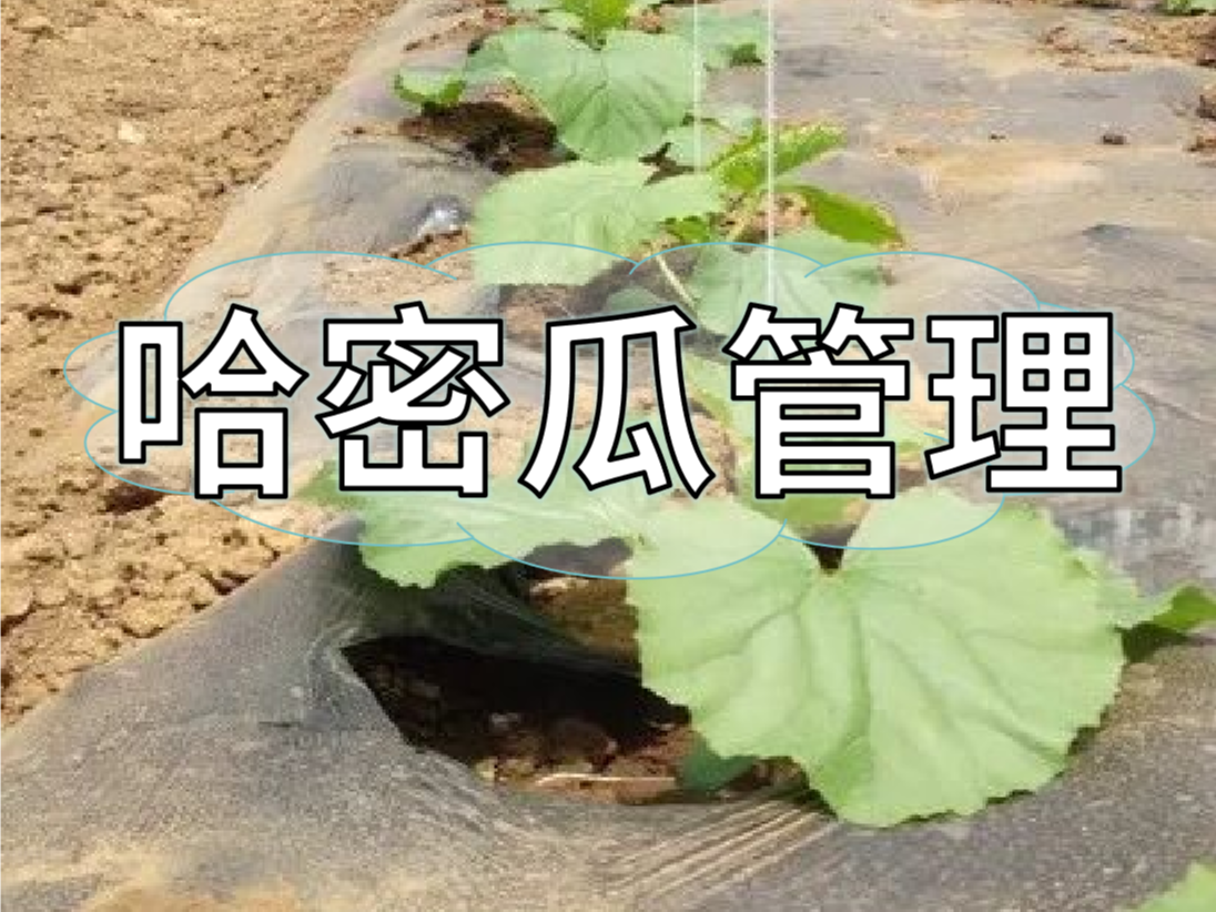 哈密瓜增产提质管理