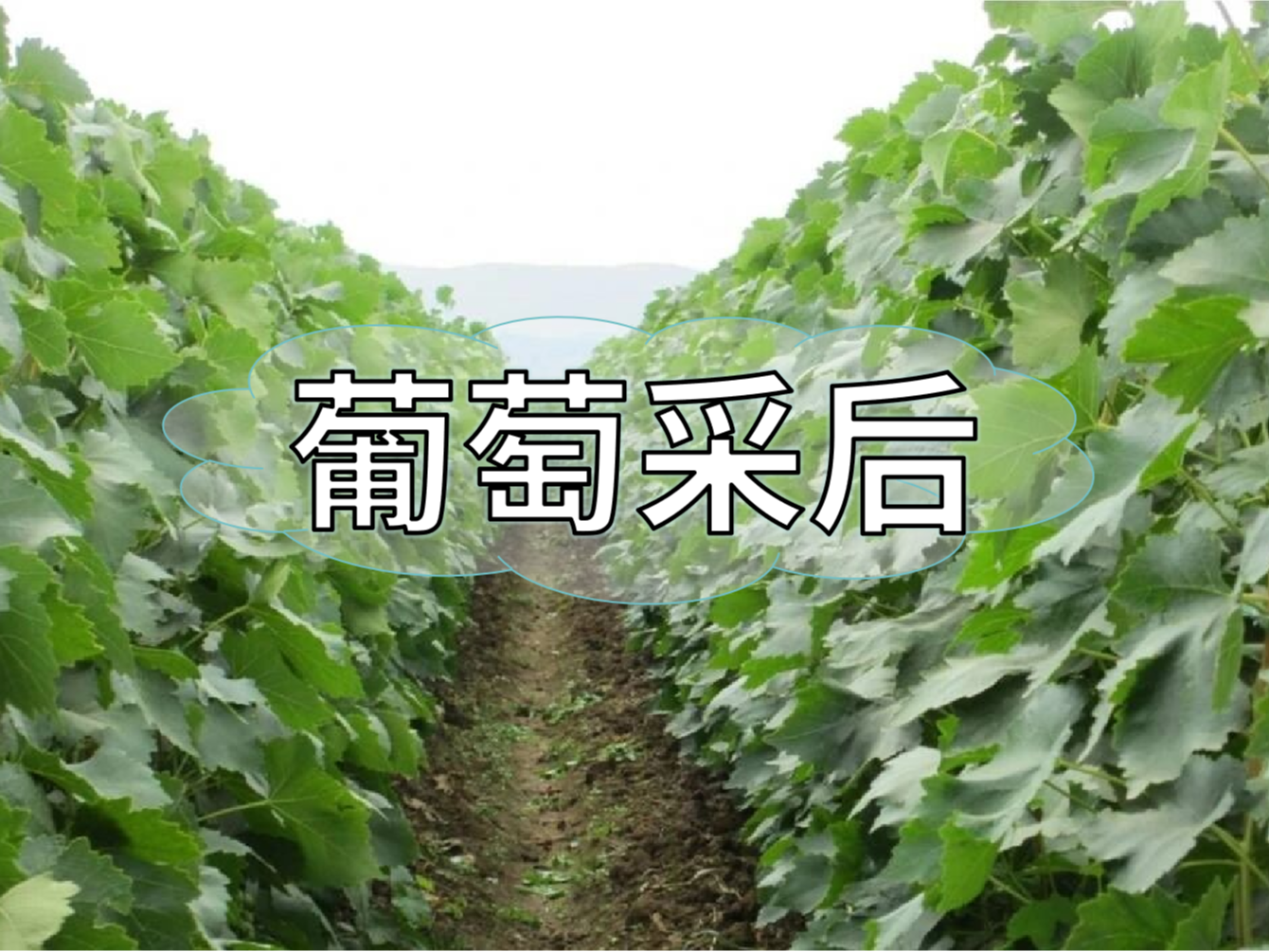 葡萄采后弃管问题大，有效管理这样做