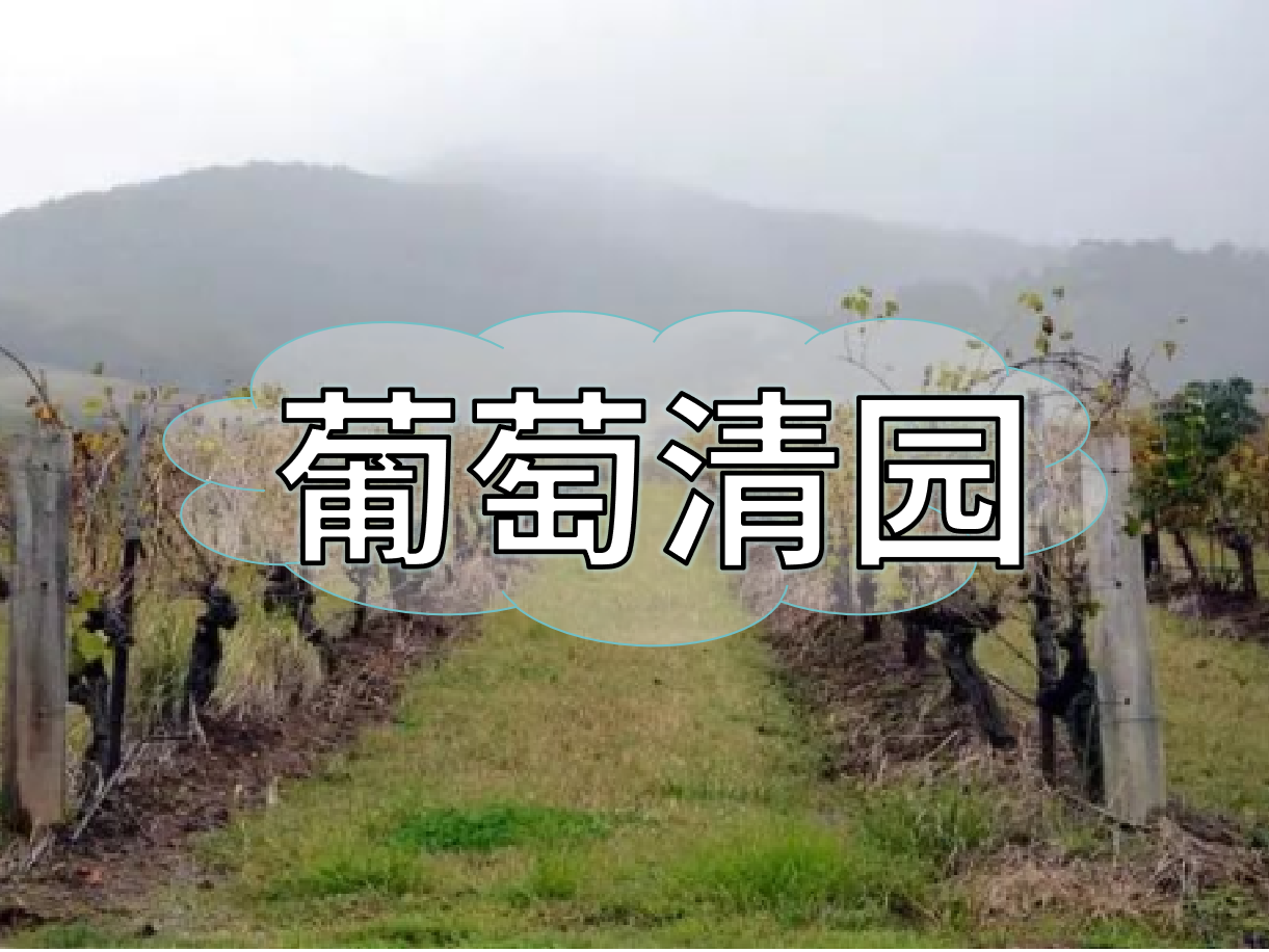 葡萄清园怎么进行？