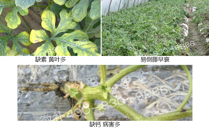 西瓜营养方案