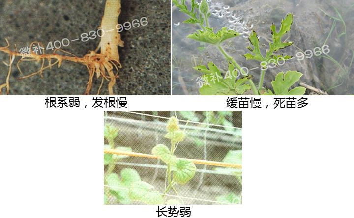 西瓜营养方案