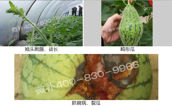 西瓜营养方案