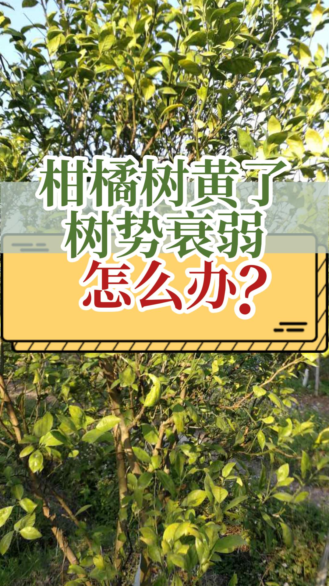 柑橘膨果期黄树黄叶怎么办