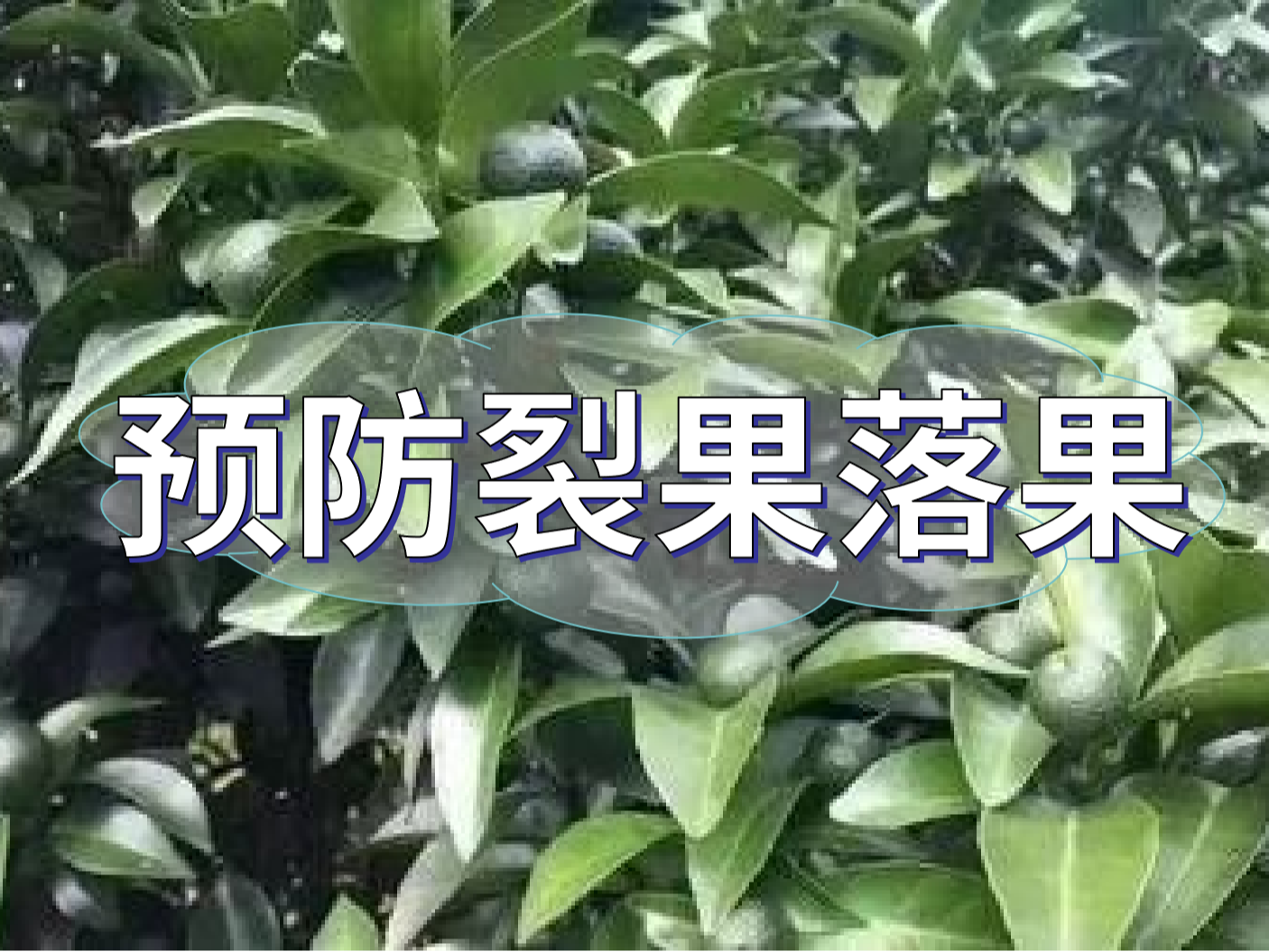 柑橘落果裂果高峰期，要先预防