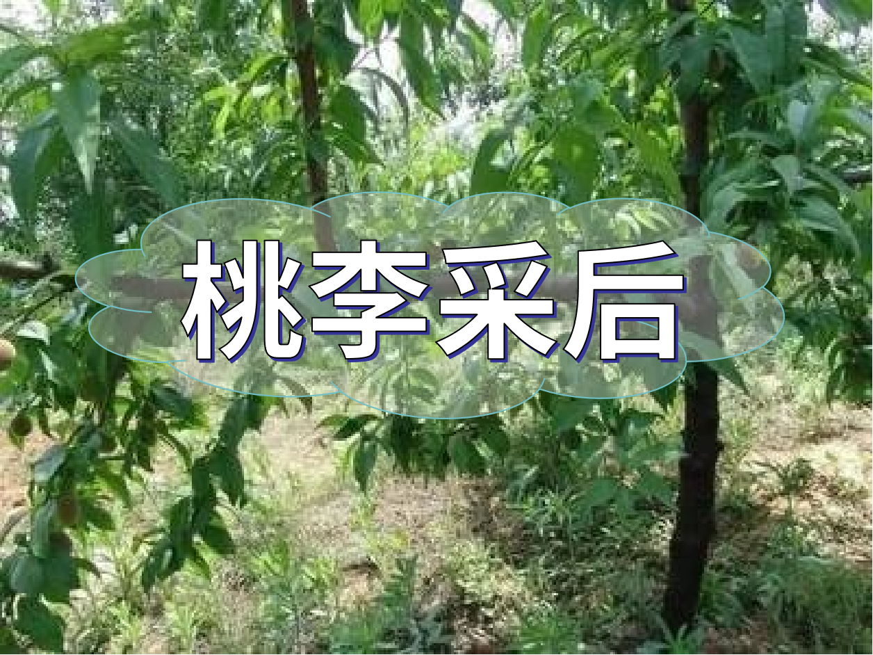 桃李等保好来年产量，得从秋梢做起