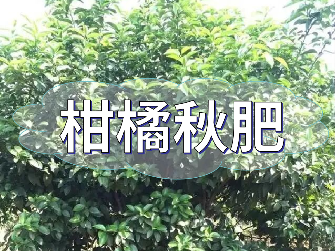 柑橘秋肥用得好产量不会少！怎么施？