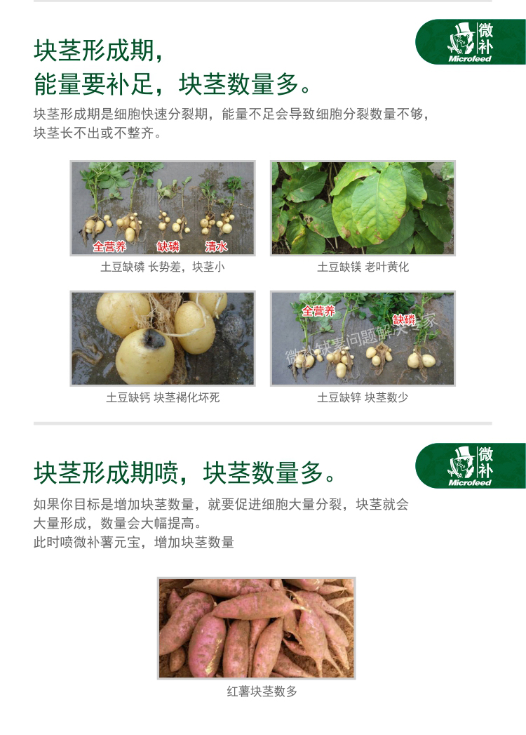 微补薯元宝