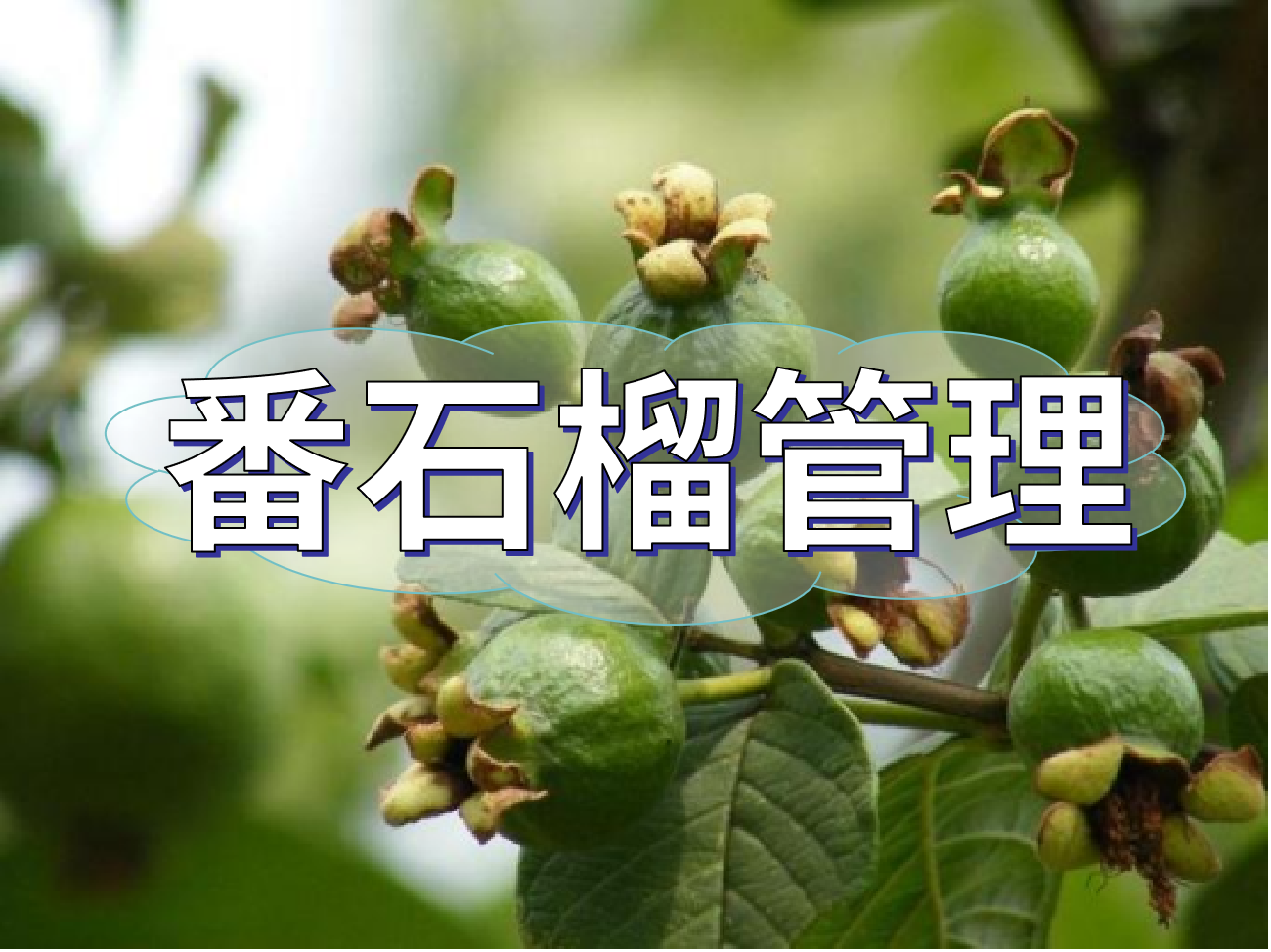 番石榴花少果少，连续开花坐果期这套方案提高产量
