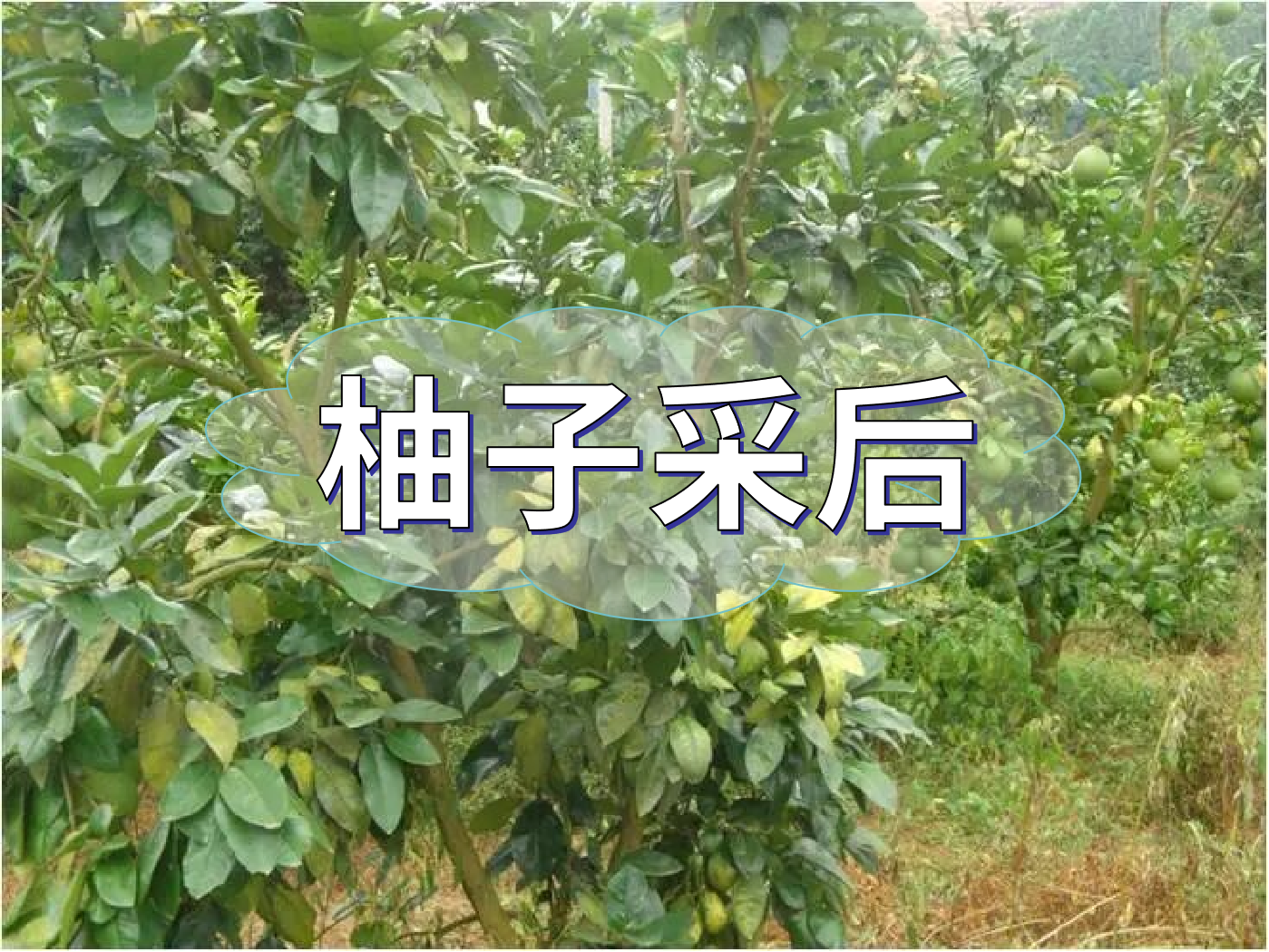 柚子采后这么管，来年不减产