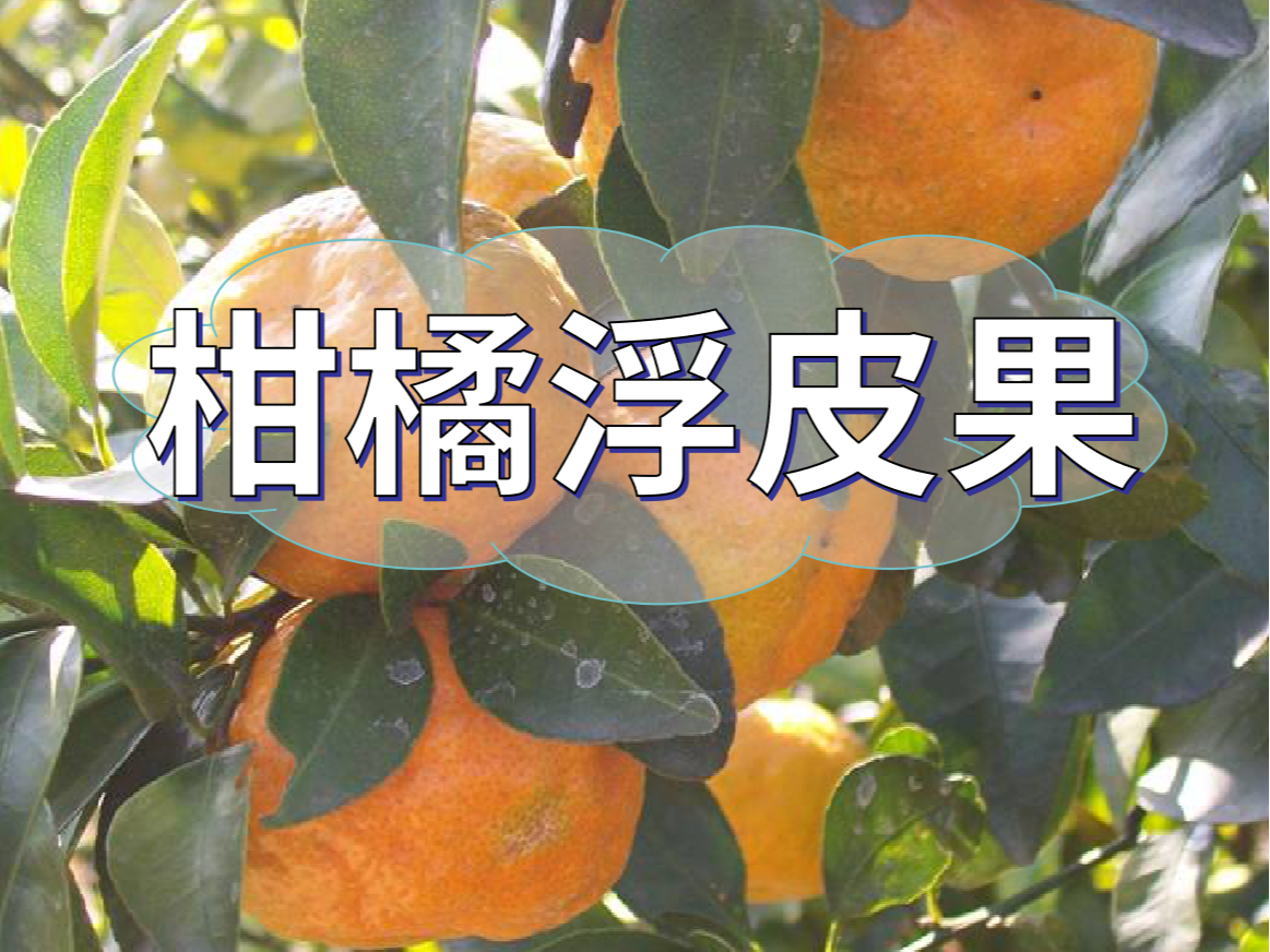 柑橘浮皮果的原因和预防措施