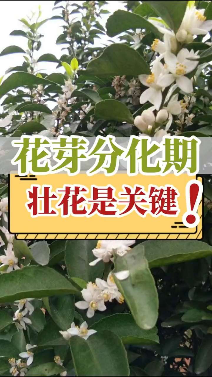 花芽分化期，壮花是关键！