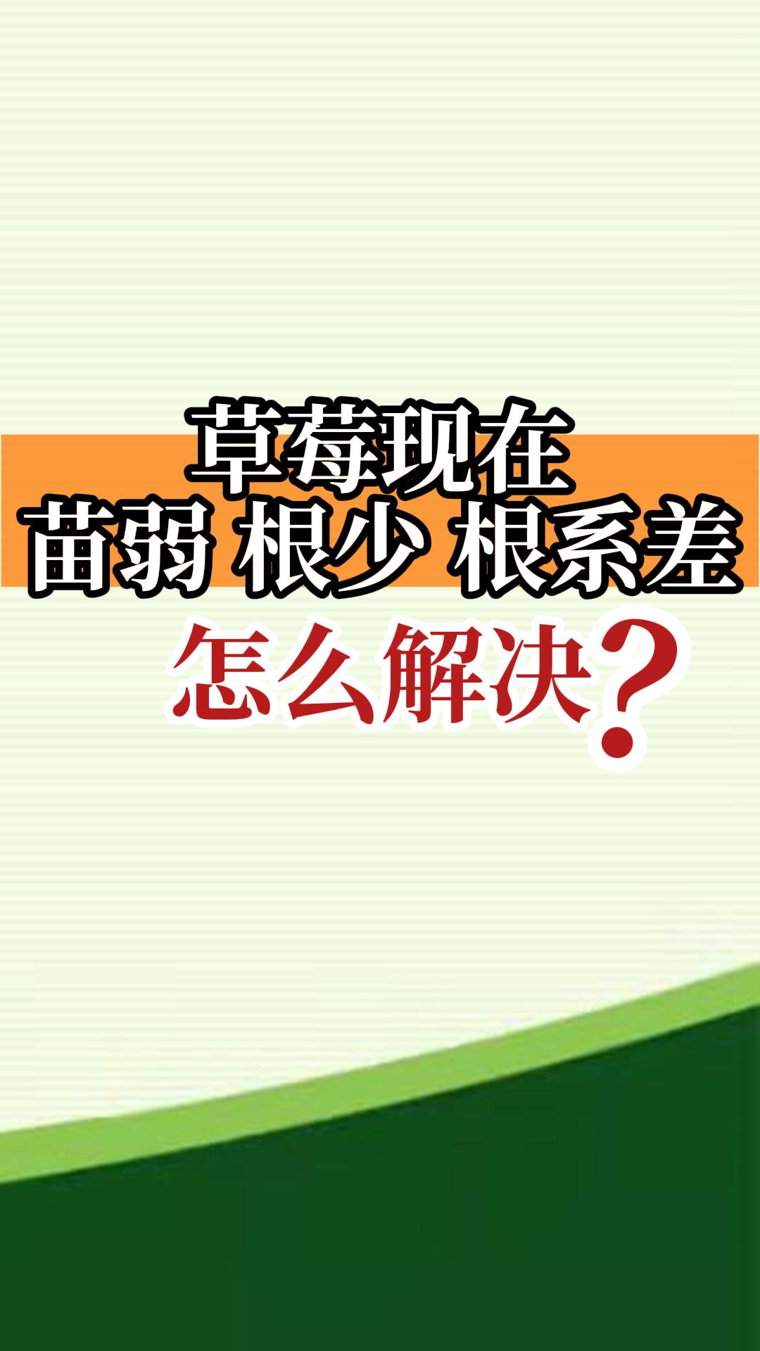 草莓苗弱、根少、根系差