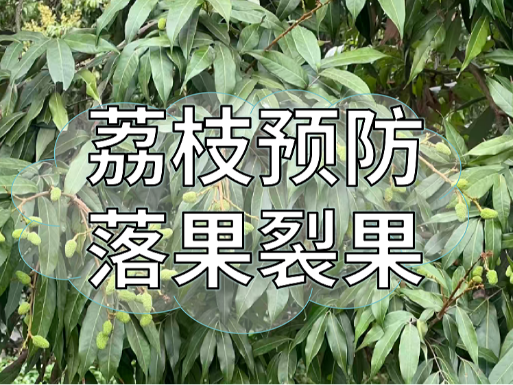 荔枝小年更要防裂防落，接下来建议这样管