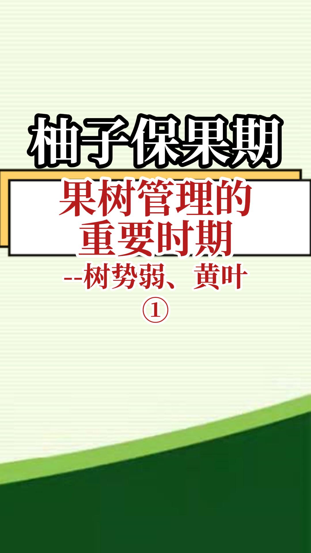 柚子保果期果树管理重要时期--树势弱 黄叶1