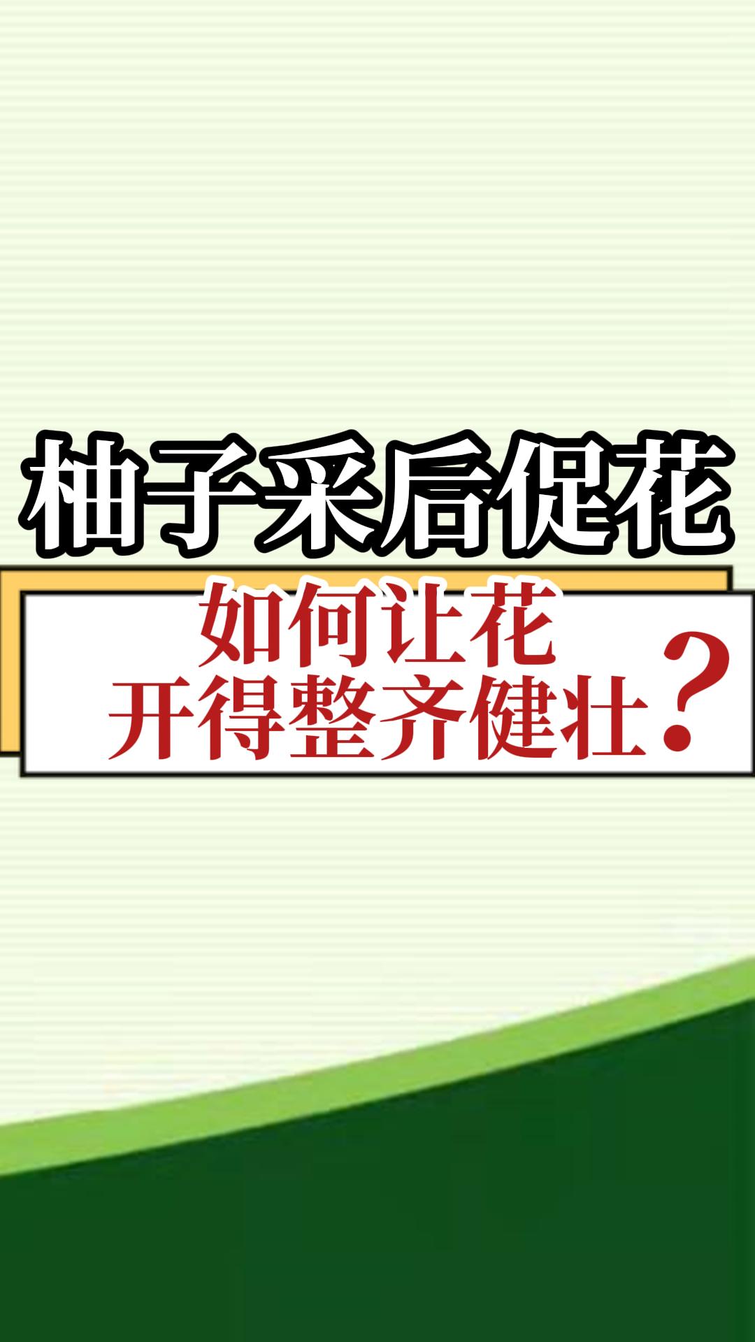 柚子采后促花，如何让花开得整齐健壮？